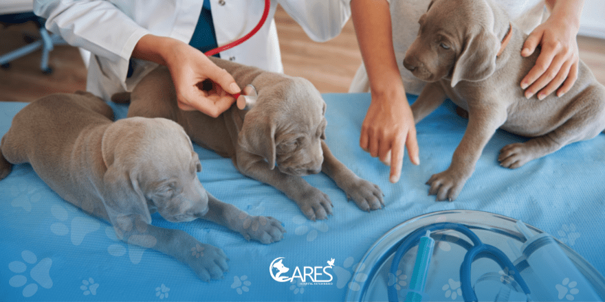 Benefícios de um hospital veterinário em Itupeva